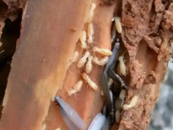 涡阳白蚁防治公司分享小区架空层防虫治理，解决楼栋群体性白蚁隐患